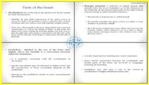 Basic-Concepts-in-Cognitive-Neuroscience-parts-of-the-brain