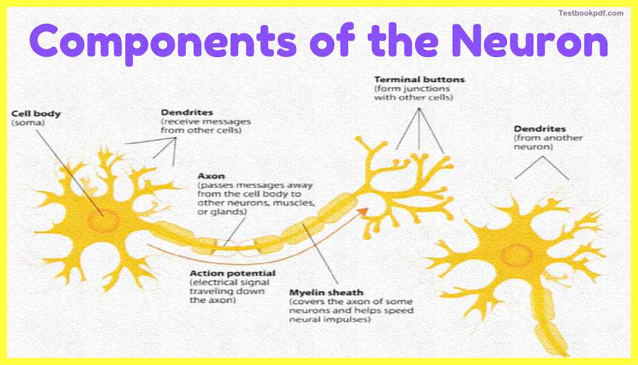 components-of-the-neuron