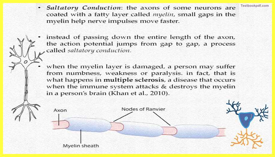 Basic-Concepts-in-Cognitive-Neuroscience