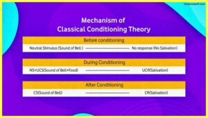 Mechanism-of-the-Pavlov-classical-conditioning-behaviorism-Psychology-Theory-Examples-Images-pdf