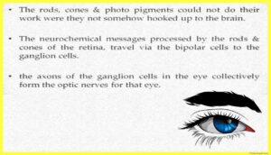 Physiology-of-Visual-Perception