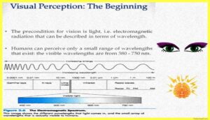 Physiology-of-Visual-Perception-pdf-vision-perception
