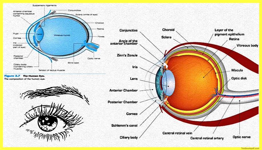 the-human-eye-Physiology-of-Visual-Perception