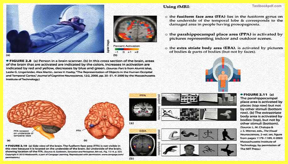 Research-Methods-in-Cognitive-Psychology-Pdf-PET-fMRI-ERP