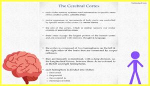 The-Cerebral-Cortex-Psychology-Theory-Images-Pdf-Download