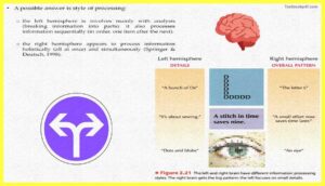 hemisphere-The-Cerebral-Cortex-Psychology-Theory-Images-Pdf-Download