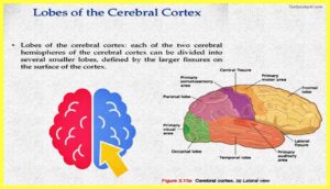 lobes-The-Cerebral-Cortex-Psychology-Theory-Images-Pdf-Download