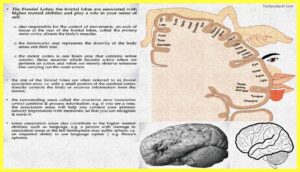 lobes-The-Cerebral-Cortex-Psychology-Theory-Images-Pdf-Download