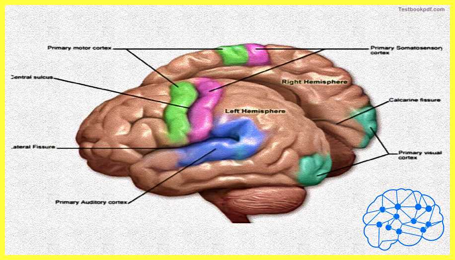 The-Cerebral-Cortex-Psychology