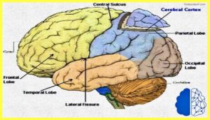 The-Cerebral-Cortex-Psychology