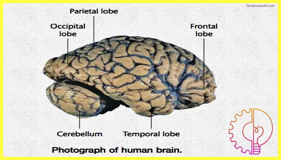 The-Cerebral-Cortex-Psychology-Theory-Images-Pdf-Download