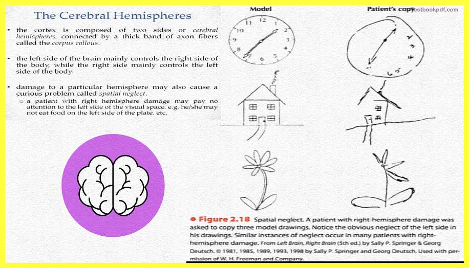 The-Cerebral-Hemispheres-The-Cerebral-Cortex-Psychology-Theory-Images-Pdf-Download