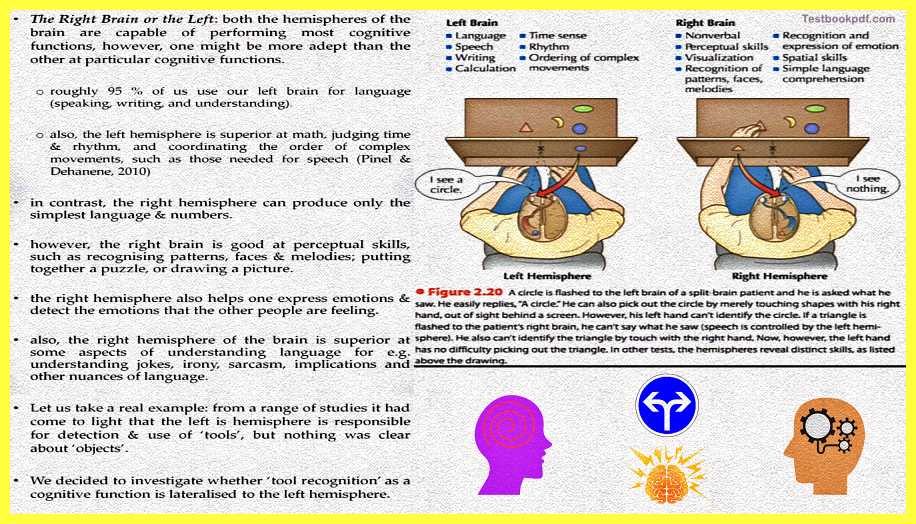right-brain-left-brain-The-Cerebral-Cortex-Psychology-Theory-Images-Pdf-Download
