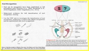 Tool-Recognition-The-Cerebral-Cortex-Psychology-Theory-Images-Pdf-Download