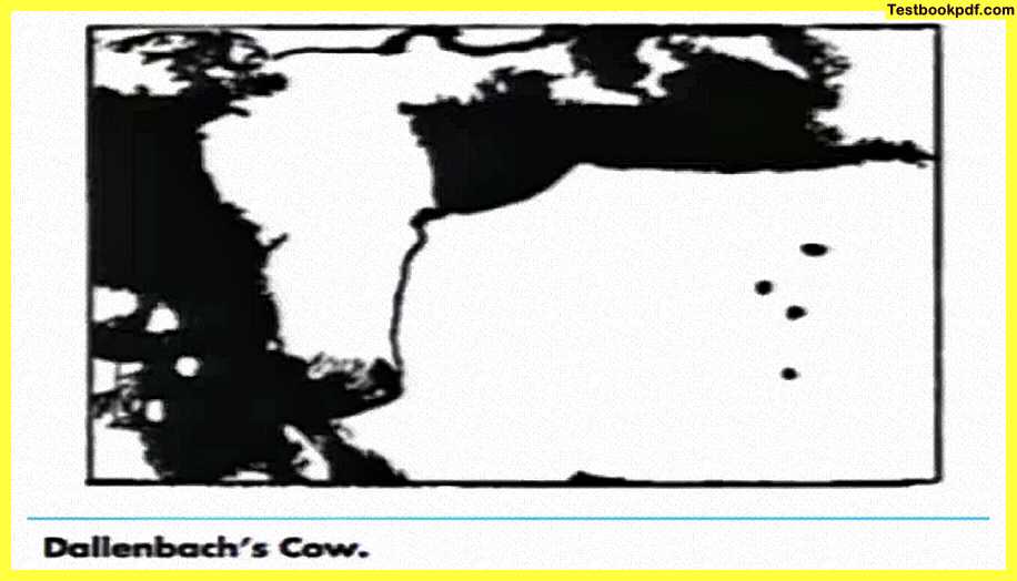 cow-Approaches-to-Visual-Perception