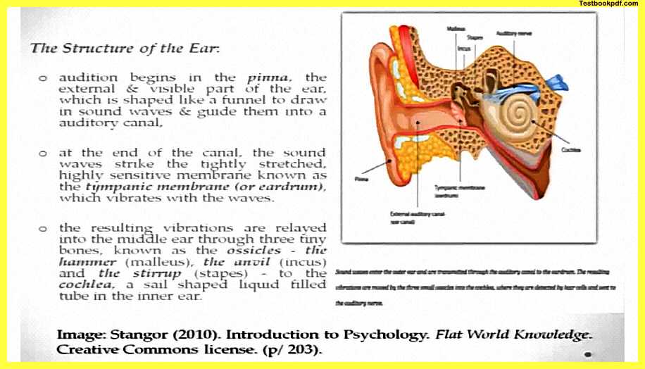 Structure-of-the-Ear-Auditory-Perception-in-Psychology