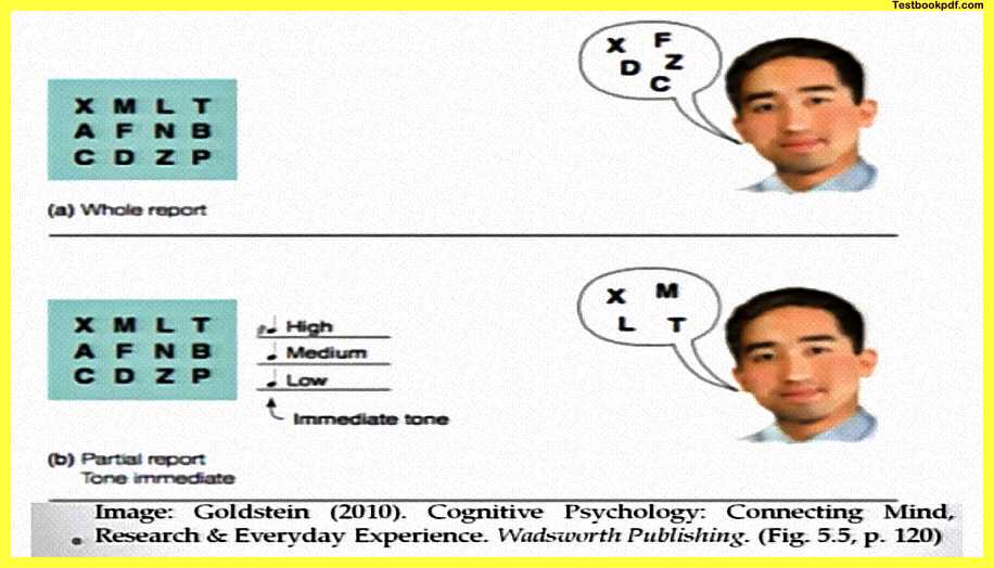 Memory-Psychology-PDF