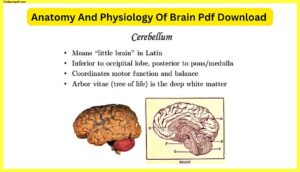 Anatomy And Physiology Of Brain Pdf 19