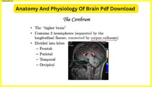 Anatomy-And-Physiology-Of-Brain-Pdf