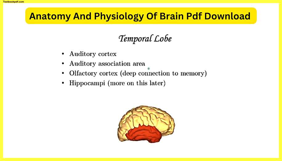Anatomy-And-Physiology-Of-Brain-Pdf