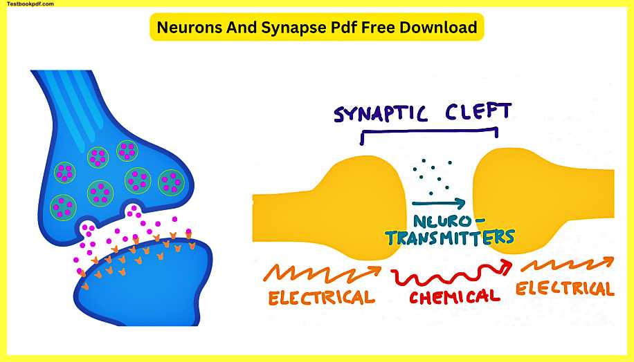 Neurons-And-Synapse-Pdf-Free-Download