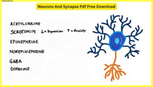 Neurons-And-Synapse-Pdf-Free-Download