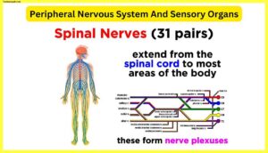 Peripheral-Nervous-System-And-Sensory-Organs