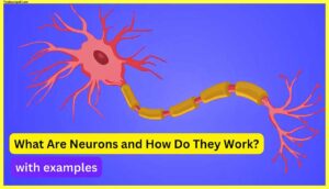What-Are-Neurons-and-How-Do-They-Work
